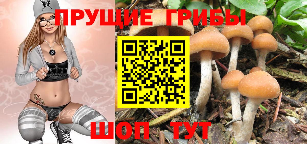 Псилоцибиновые грибы Cubensis Трёхгорный